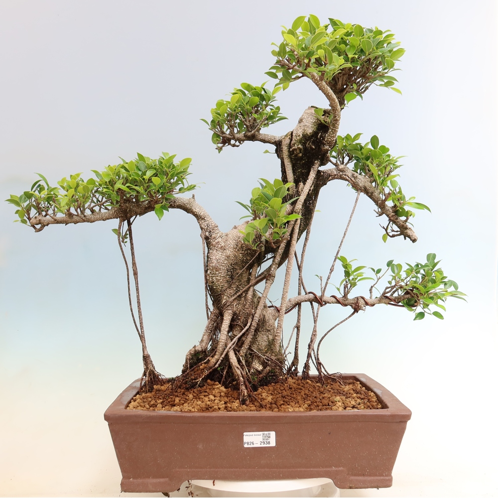 Izbové bonsaje - Ficus kimmen - drobnolistý fikus