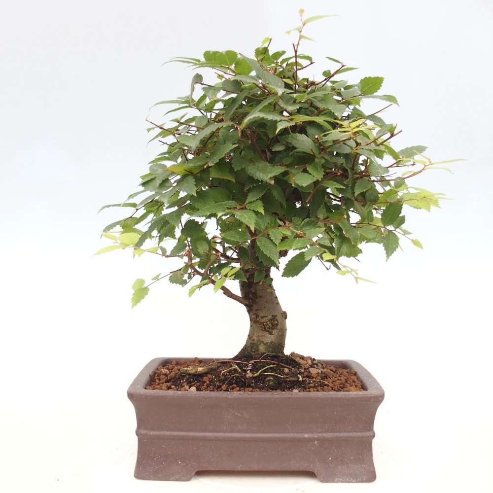 Vonkajšie bonsai - Zelkova - Zelkova serrata