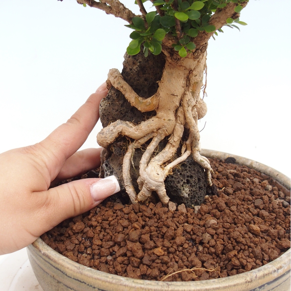 Vonkajšie bonsaje - Berberis coreana