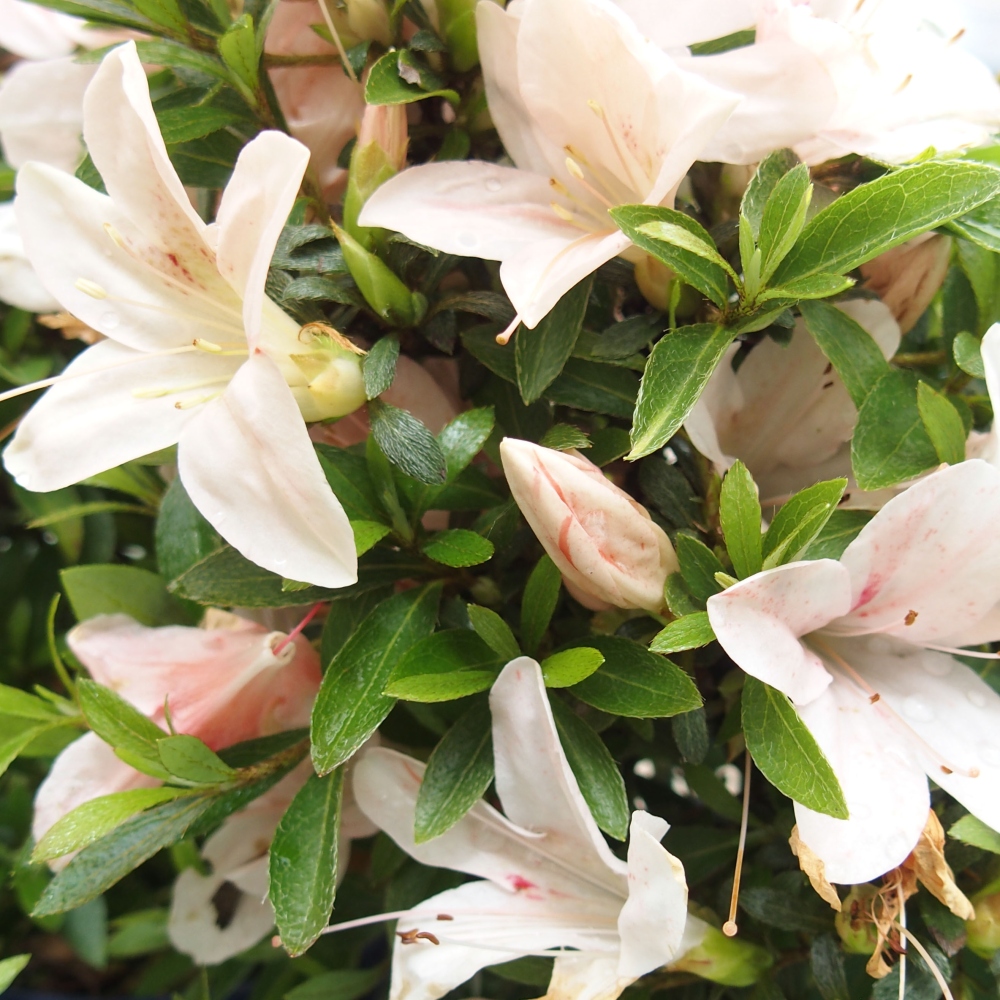 Vonkajší bonsai - Japonská azalka -  Azalea Nikko