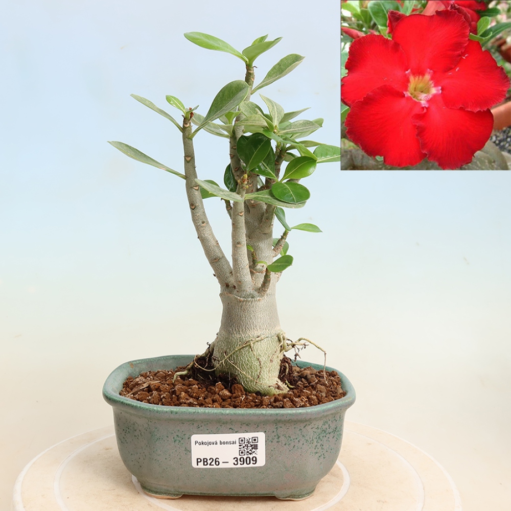 Izba bonsai – Adenium obesum Red Star – Púštna ruža