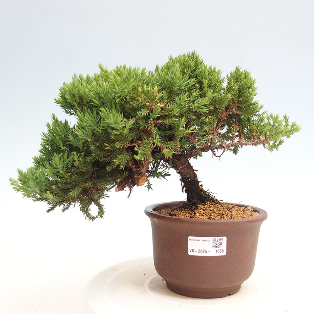 Vonkajší bonsai - Juniperus procumbens - Borievka polehavá