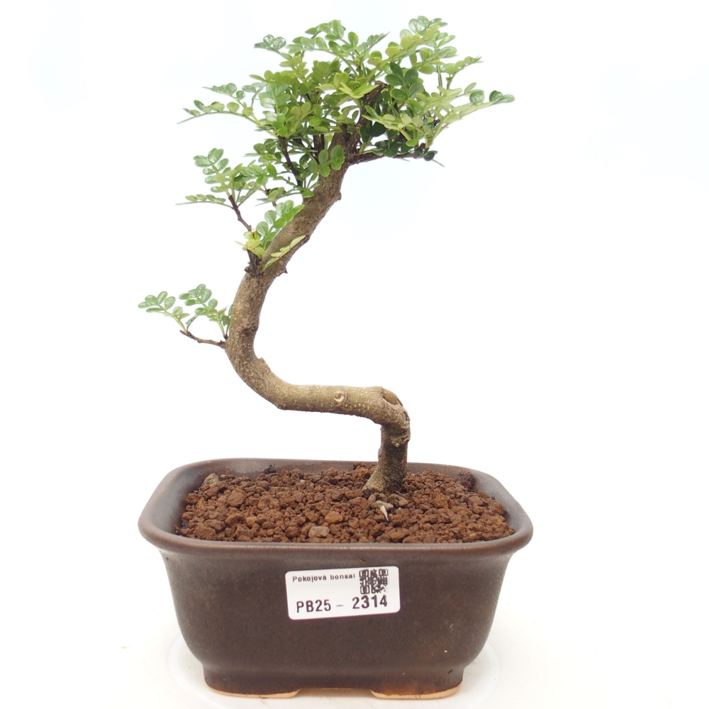 Izbová bonsai - Zantoxylum piperitum - korenistý