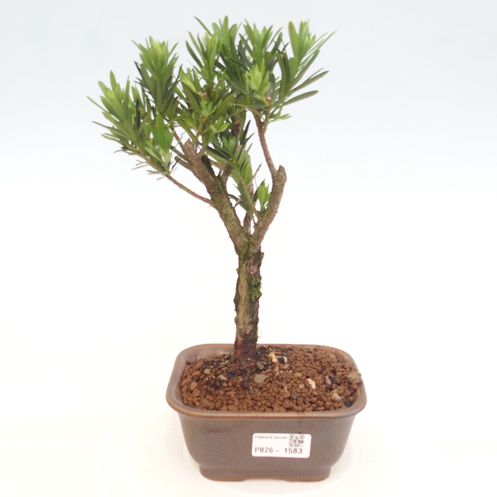 Izbové bonsaje - Podocarpus - Kamenný tis