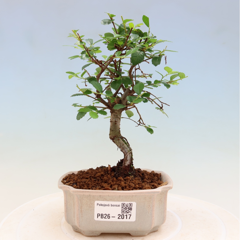 Izbový bonsaj - Ulmus parvifolia - brest malolistý