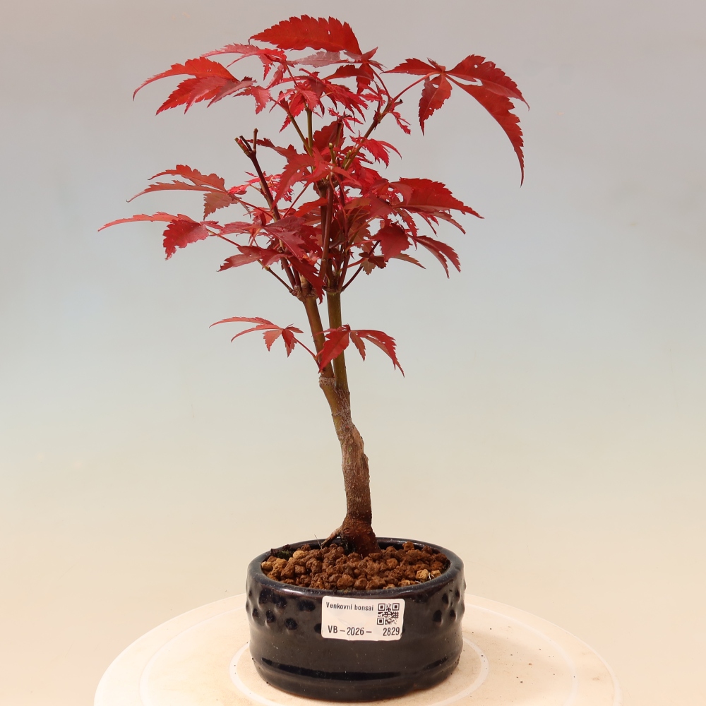 Vonkajšia bonsaj - palma Acer. Atropurpureum-Javor palmový