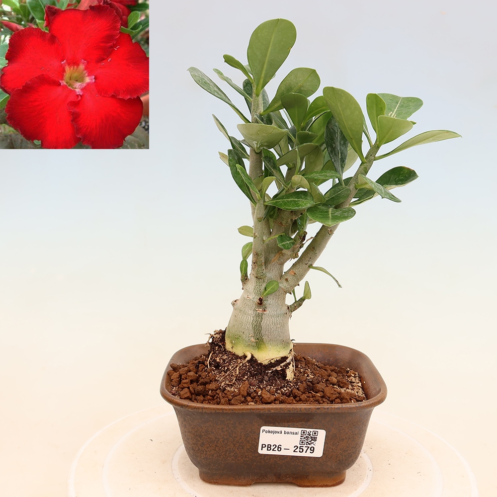 Izba bonsai – Adenium obesum Red Star – Púštna ruža