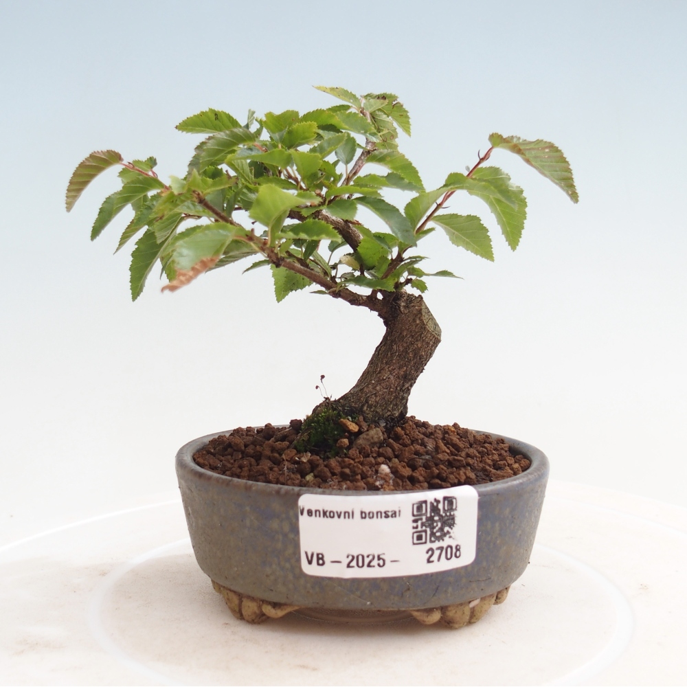 Vonkajší bonsai -Carpinus CARPINOIDES - Hrab kórejský