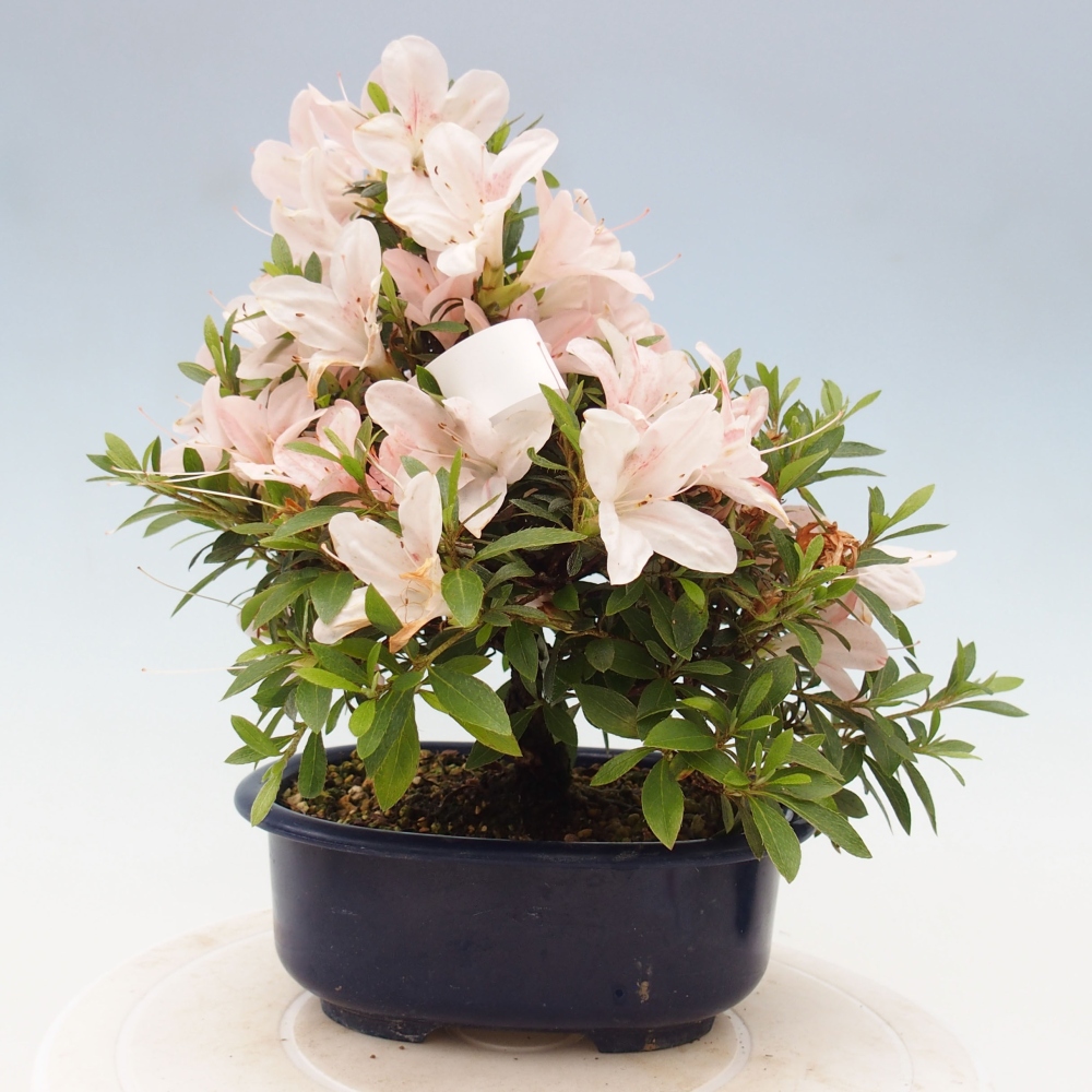 Vonkajší bonsai - Japonská azalka -  Azalea Nikko