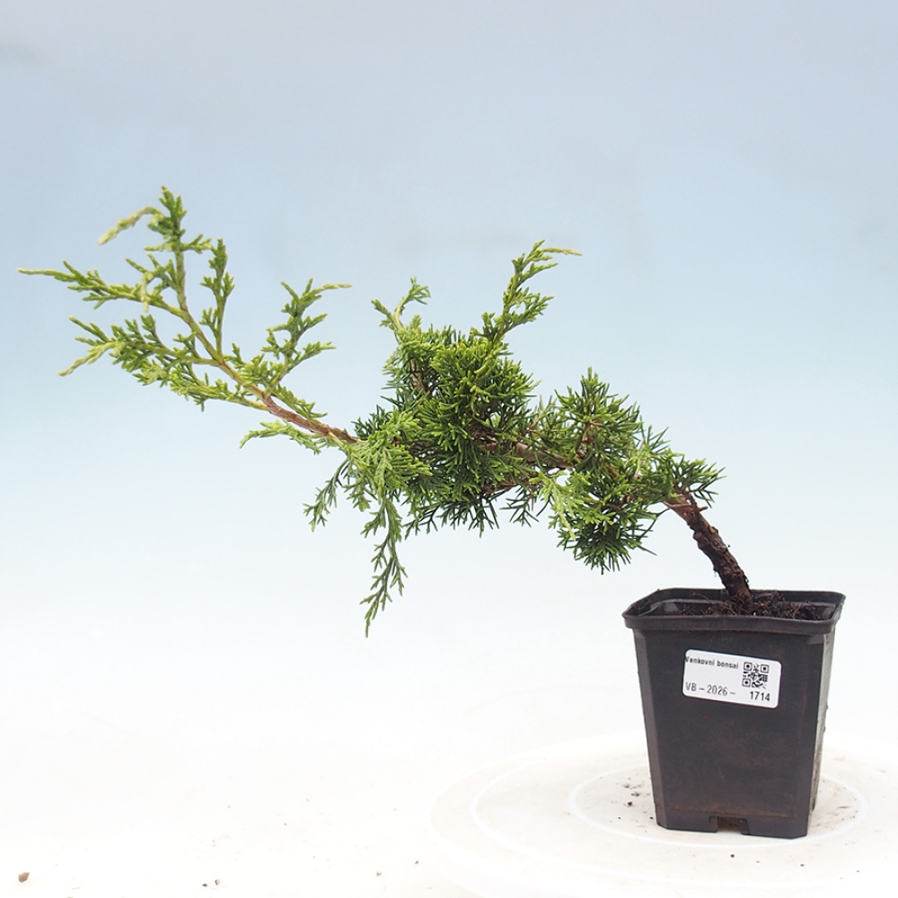 Vonkajší bonsaj - Juniperus chinensis Itoigawa