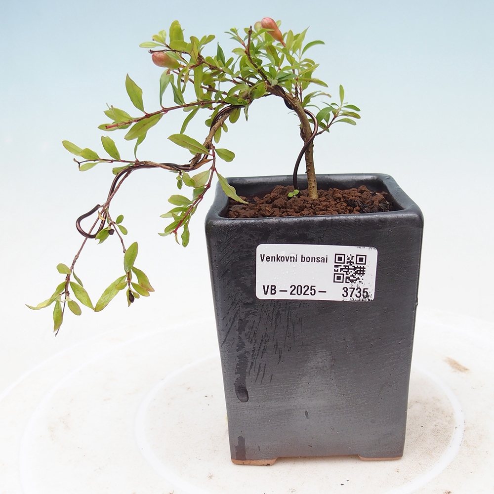 Izbová bonsai-Punic granatum nana-Granátové jablko