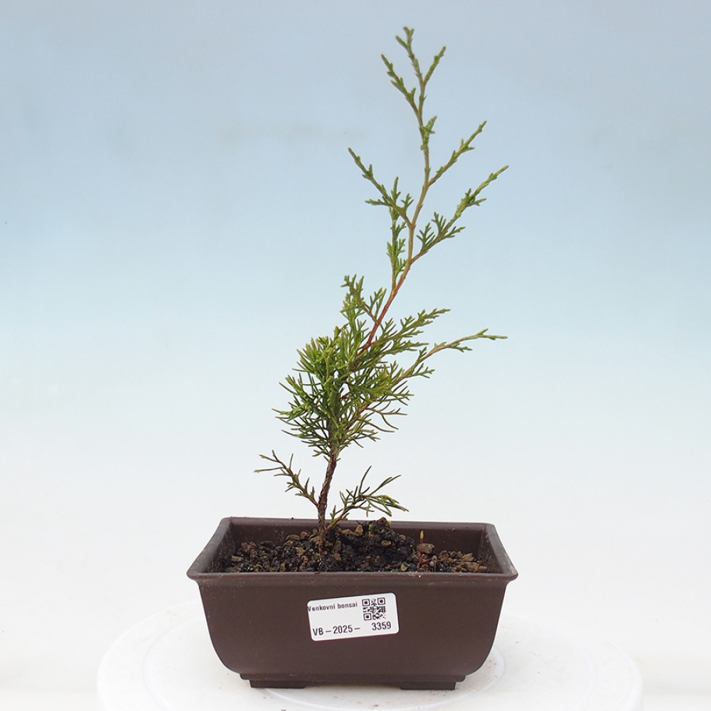 Vonkajší bonsai - Juniperus chinensis Itoigawa -Jalovec čínsky