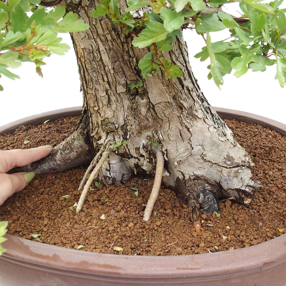 Vonkajší bonsai - Hloh - Crataegus monogyna