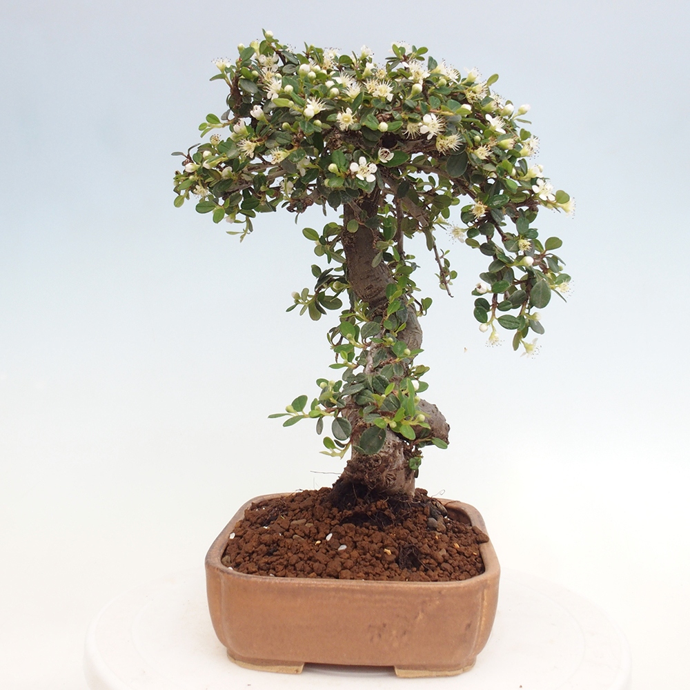 Vonkajší bonsai-Cotoneaster dammeri - Skalník Damerov