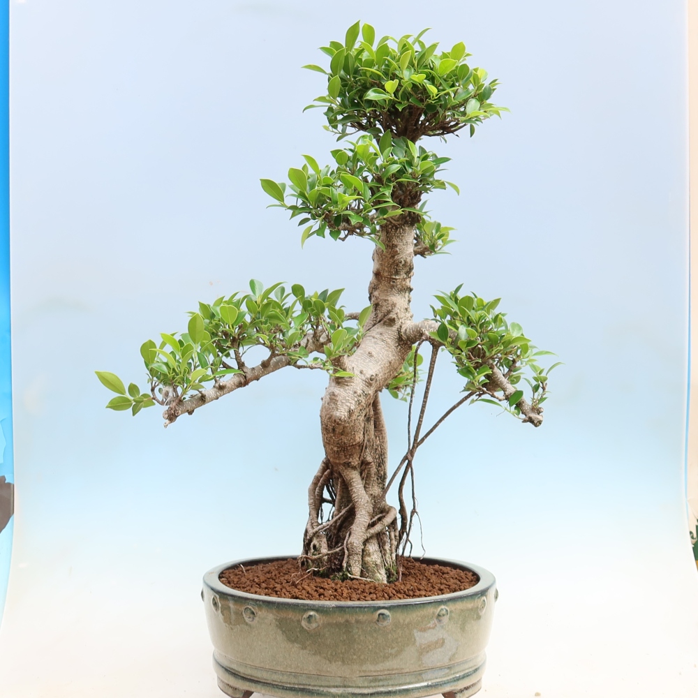 Izbové bonsaje - Ficus kimmen - drobnolistý fikus