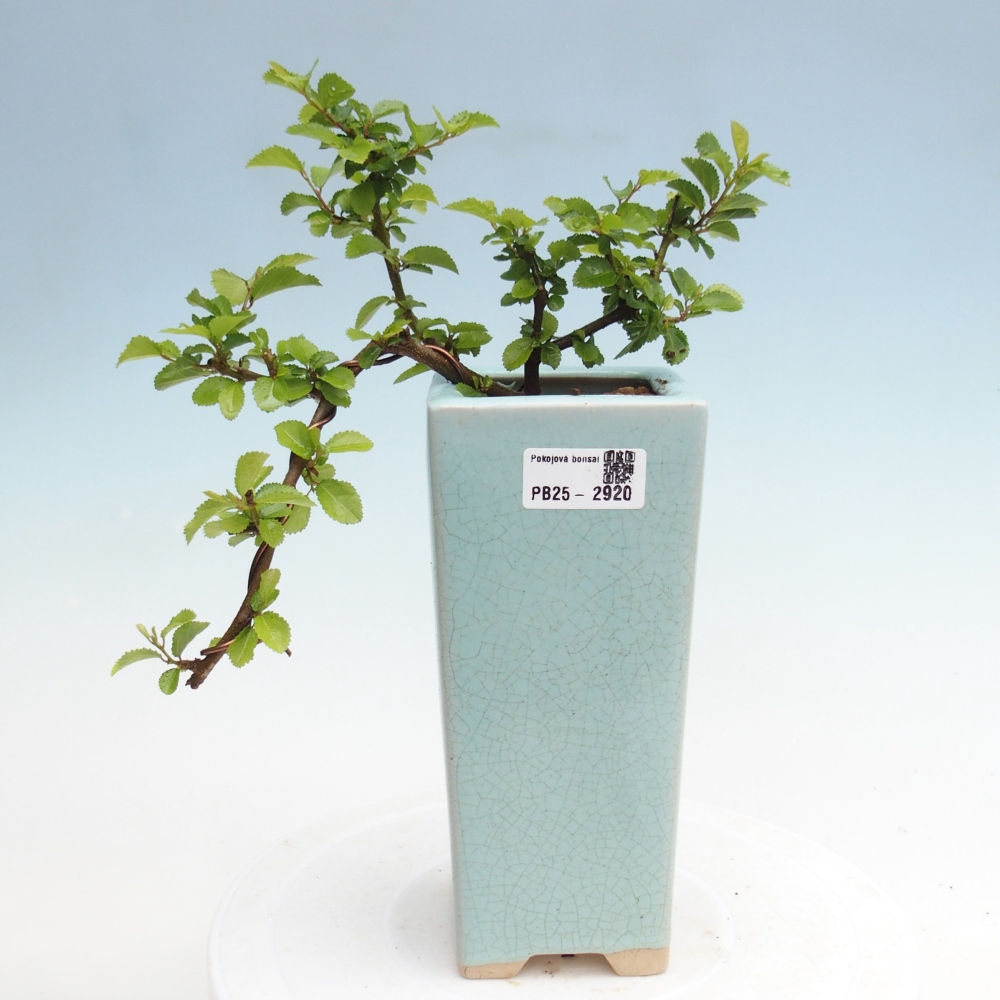 Izbová bonsai - Grewia occidentalis - Hviezdica levanduľová