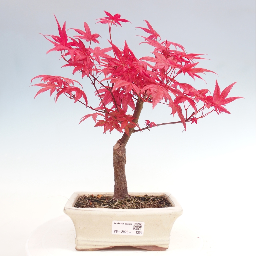 Vonkajší bonsaj - Acer palmatum DESHOJO