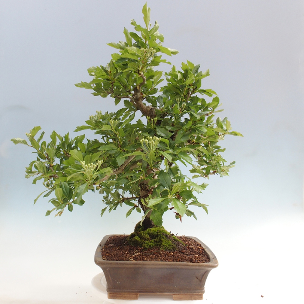 Vonkajší bonsai - Hloh klinovitý - Crataegus cuneata