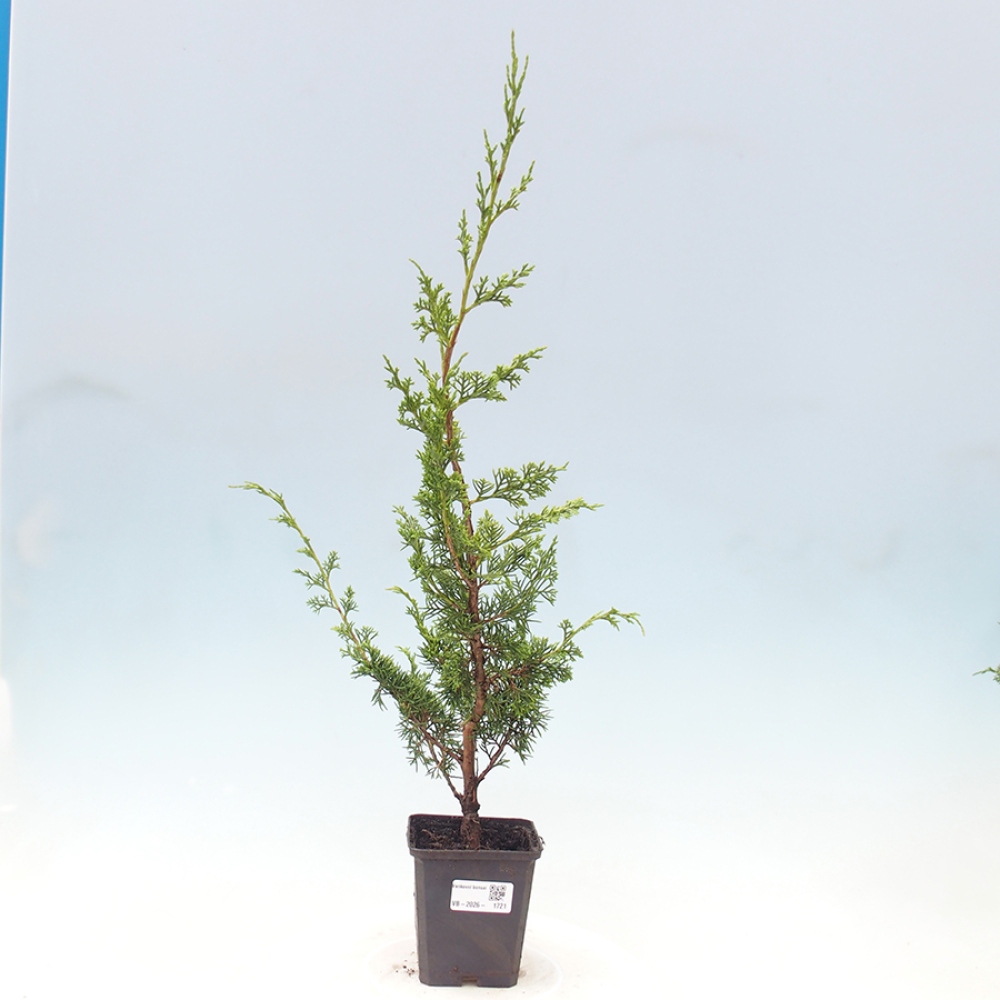 Vonkajší bonsaj - Juniperus chinensis Itoigawa