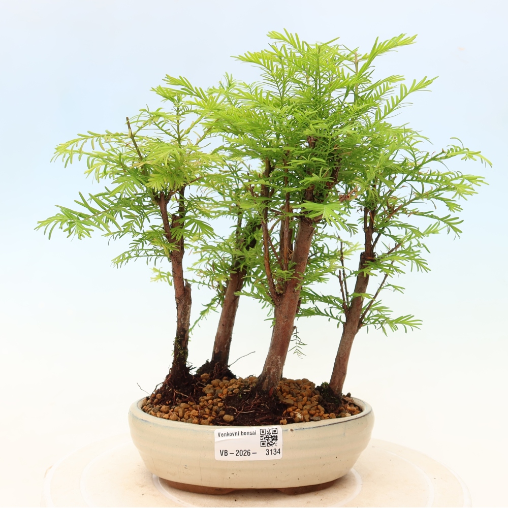 Vonkajší bonsai – Metasequoia glyptostroboides – čínska metasekvoja – hájik