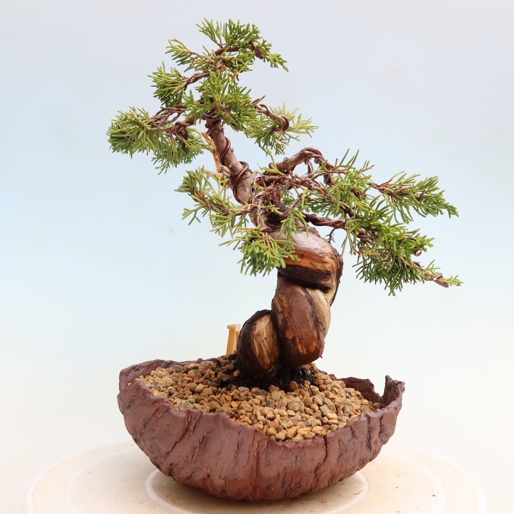 Vonkajší bonsai – Juniperus chinensis Itoigawa – čínsky jalovec