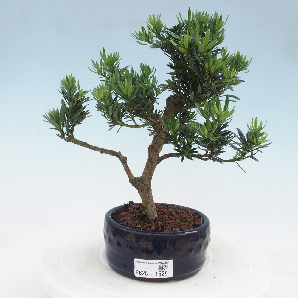 Izbová bonsai - Podocarpus - Kamenný tis