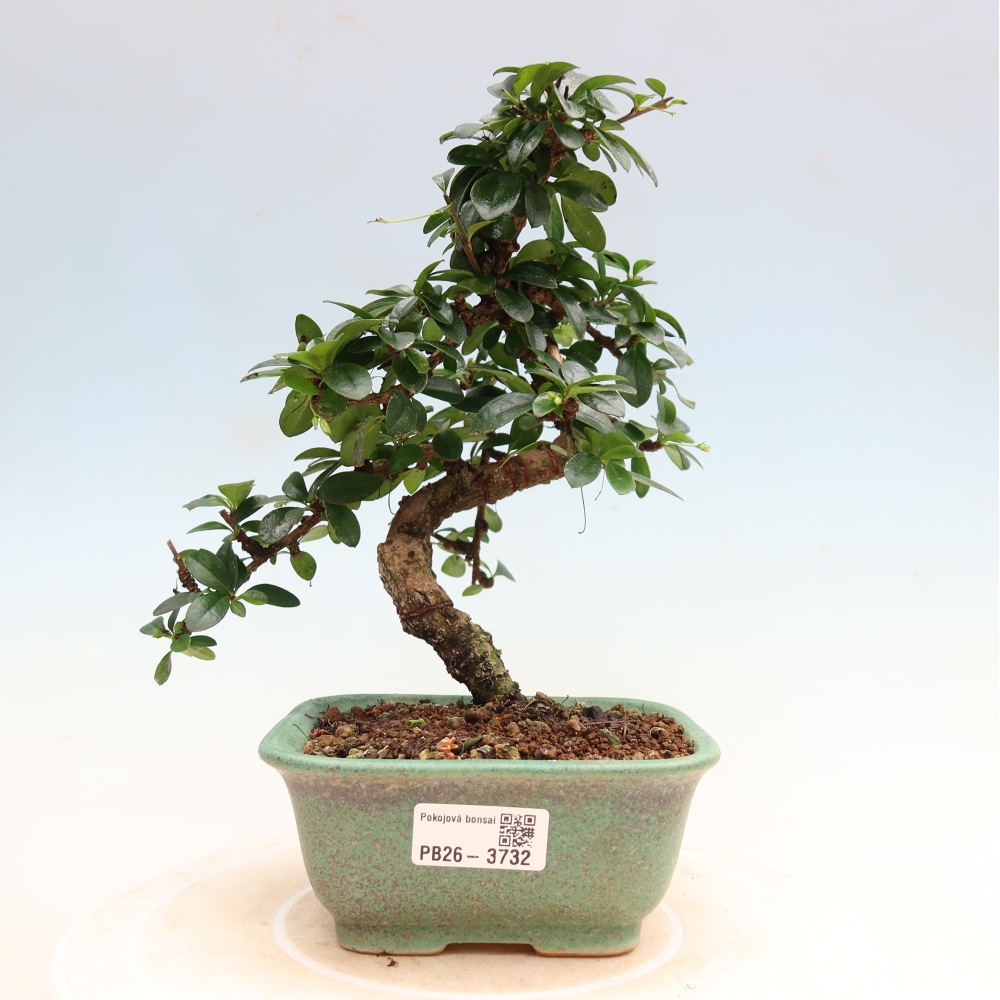 Izbové bonsaje - Carmona macrophylla - Tea fuki