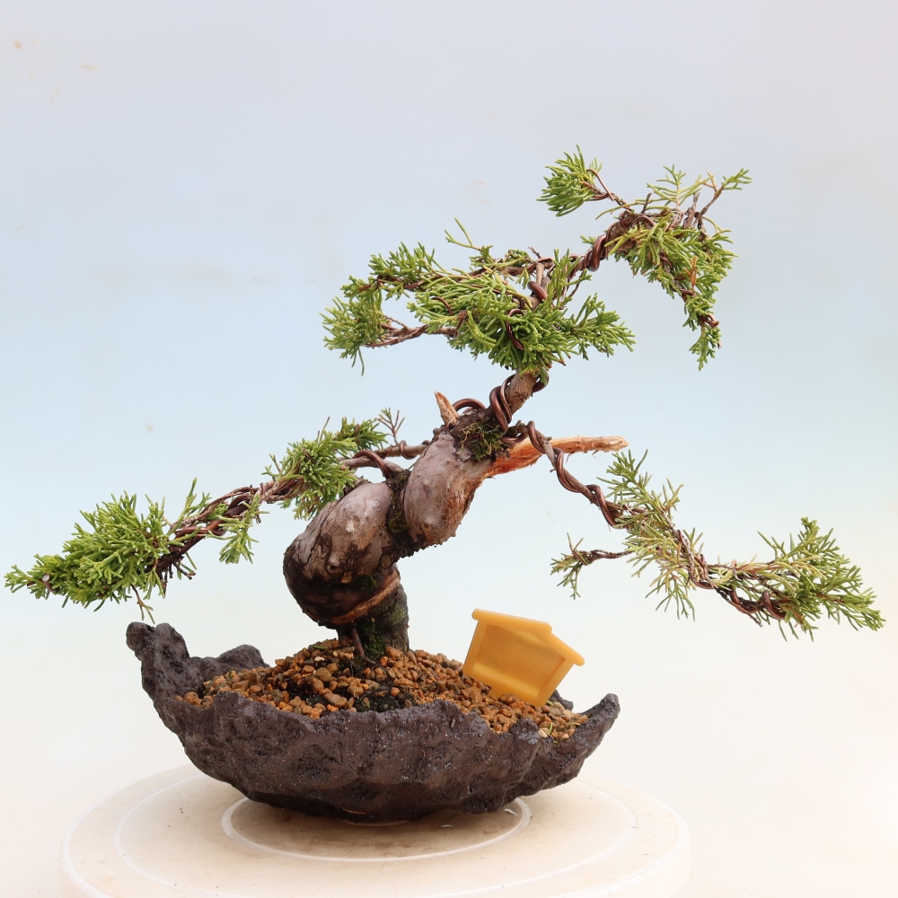 Vonkajší bonsai – Juniperus chinensis Itoigawa – čínsky jalovec