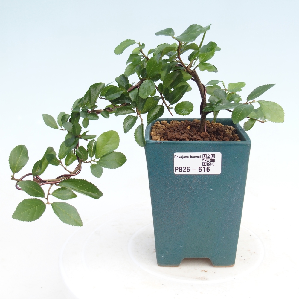 Izbový bonsaj - Grewia occidentalis - Levanduľová hviezdica