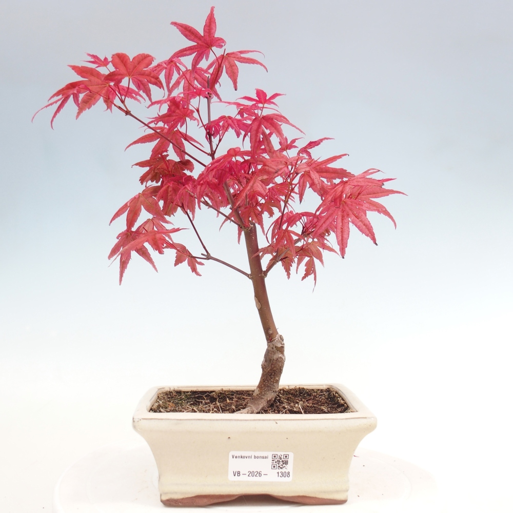 Vonkajší bonsaj - Acer palmatum DESHOJO