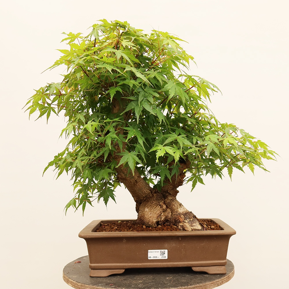 Vonkajšie bonsaje - Maple palmatum - Palmy