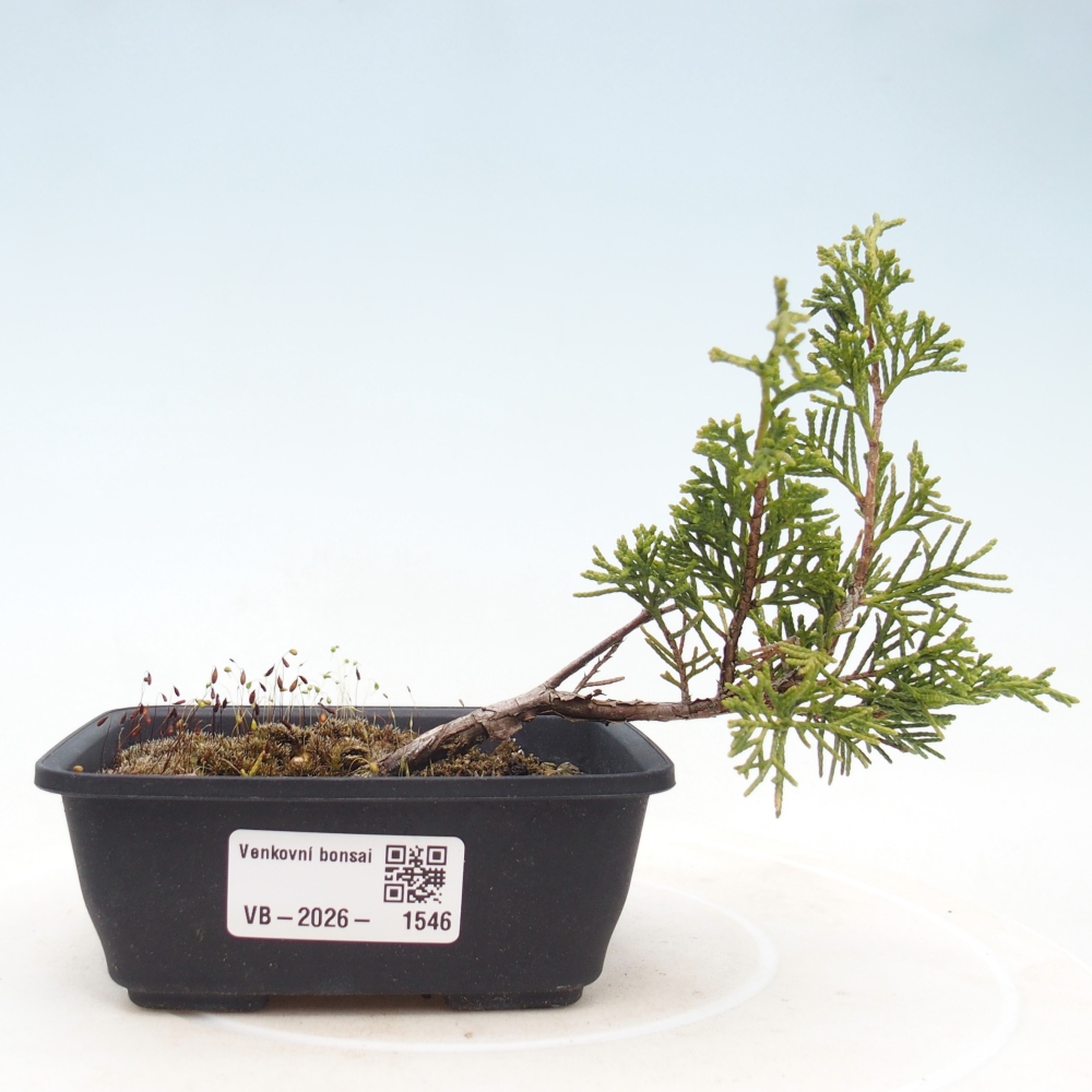 Vonkajší bonsaj - Juniperus chinensis Itoigawa