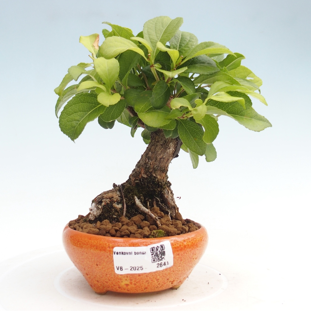 Vonkajšie bonsai - Celastrus Jesenec