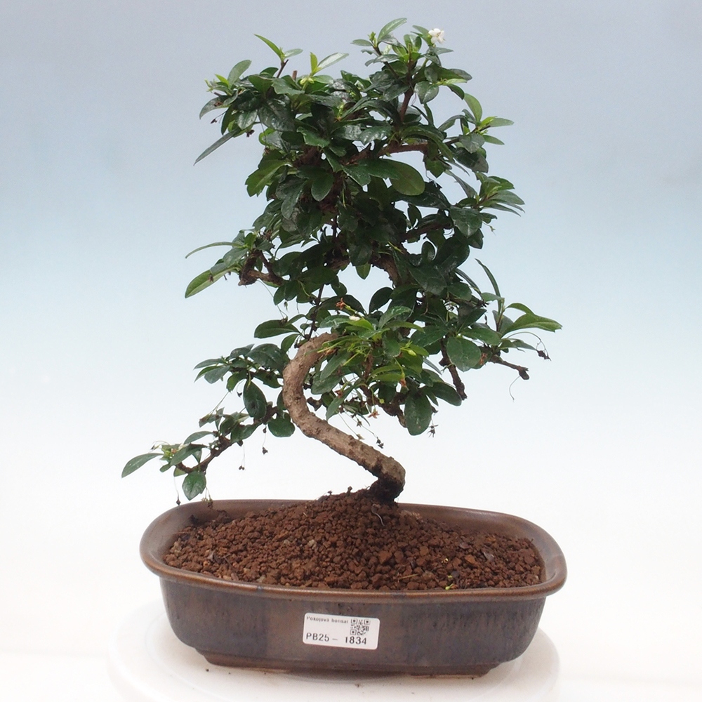 Izbová bonsai - Carmona macrophylla - Čaj fuki