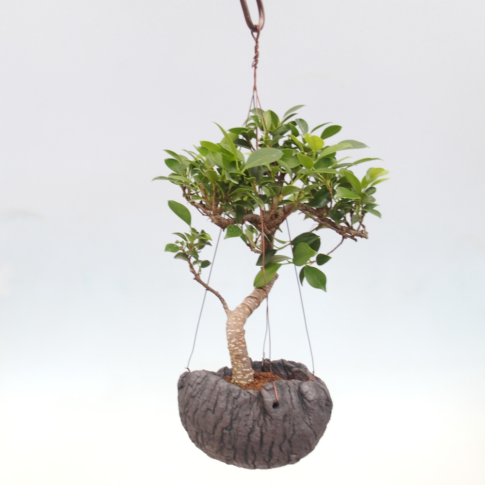 Kokedama v keramike - malolistý ficus - Ficus kimmen