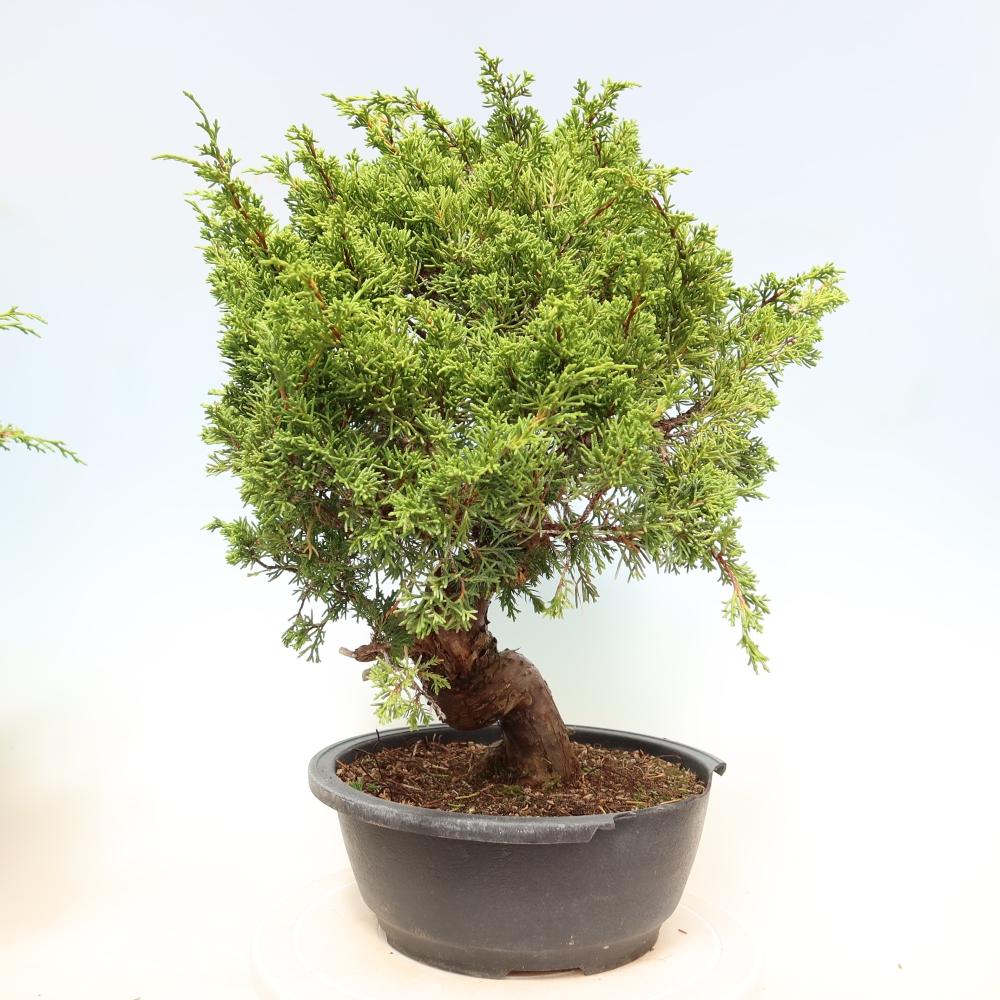 Vonkajší bonsai – Juniperus chinensis Itoigawa – čínsky jalovec