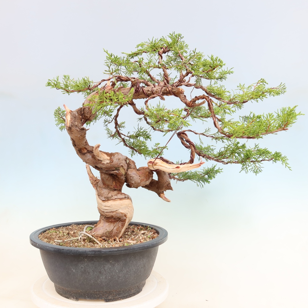 Vonkajší bonsai – Juniperus chinensis Itoigawa – čínsky jalovec