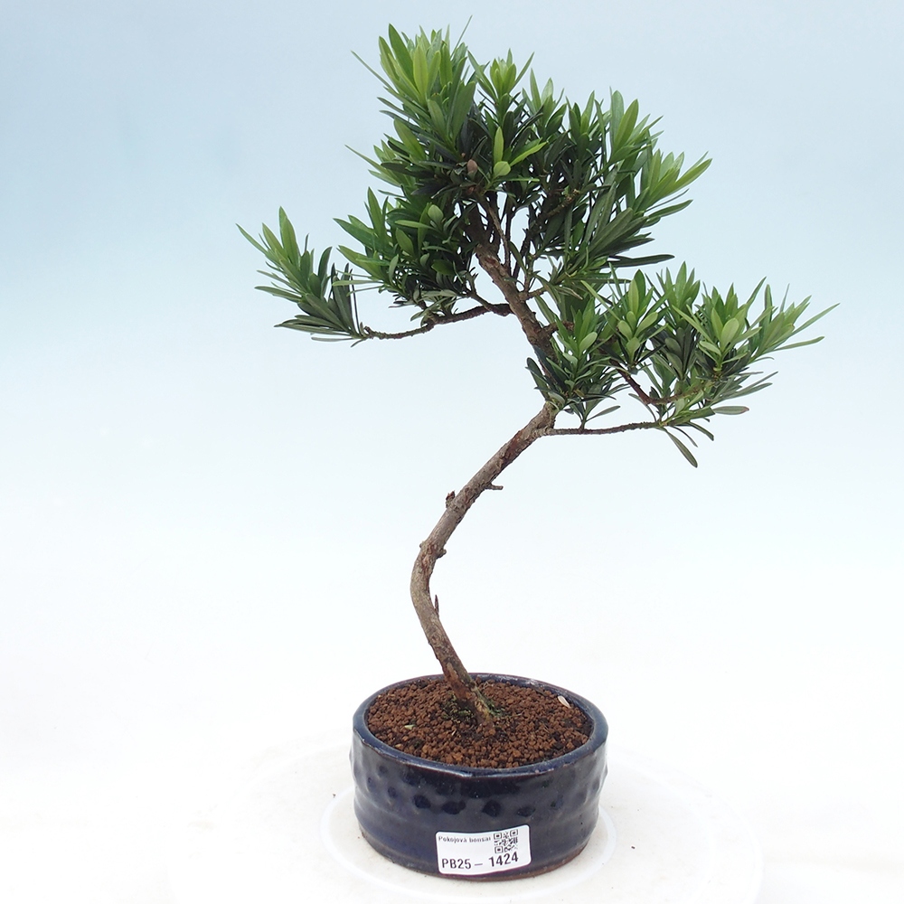 Izbová bonsai - Podocarpus - Kamenný tis