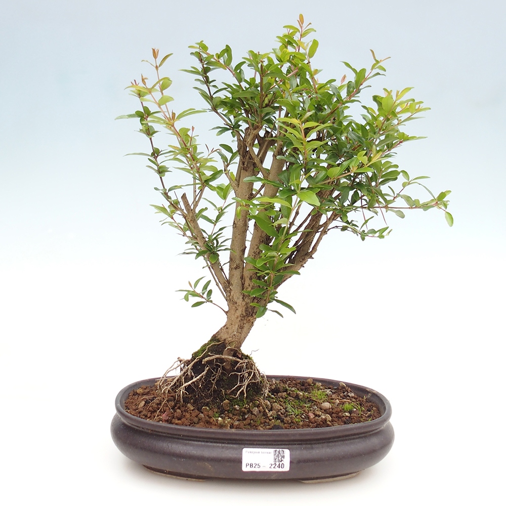 Izbová bonsai-Punic granatum nana-Granátové jablko
