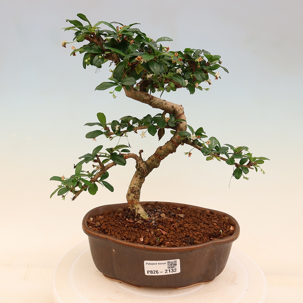 Izbové bonsaje - Carmona macrophylla - Tea fuki