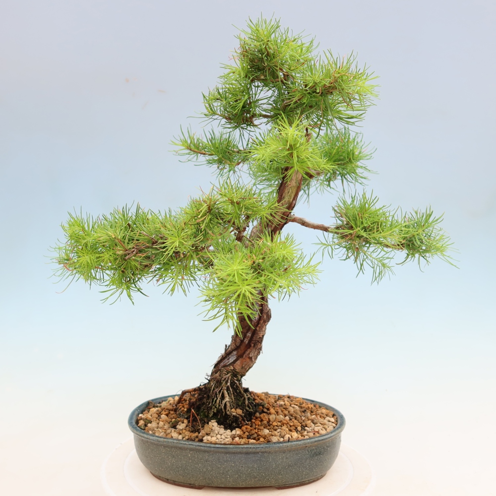 Vonkajšie bonsaje -Larix decidua - Smrekovec