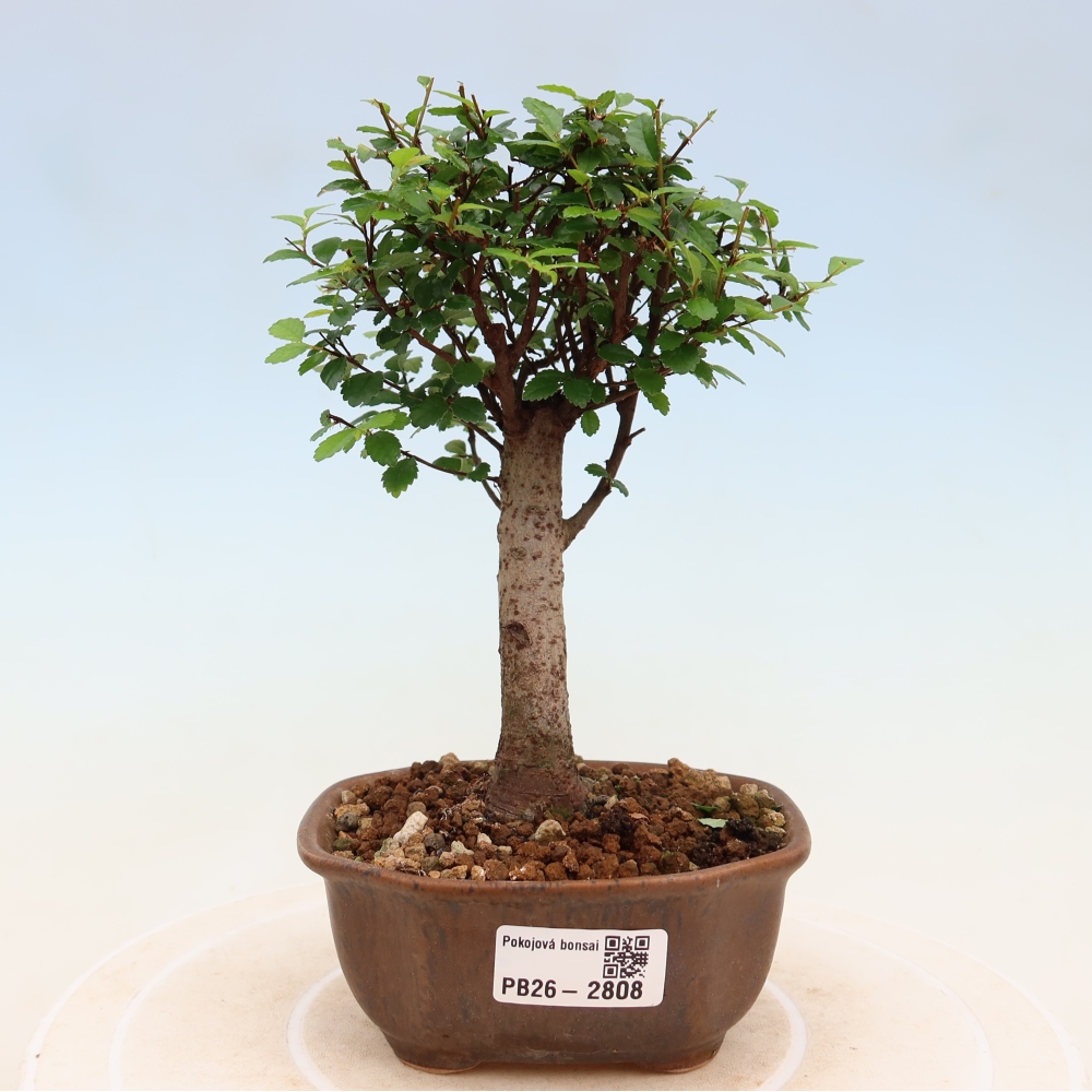 Izbový bonsaj - Ulmus parvifolia - brest malolistý
