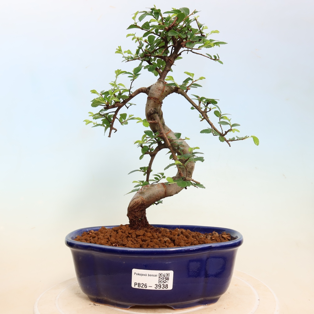 Izbový bonsaj - Ulmus parvifolia - brest malolistý