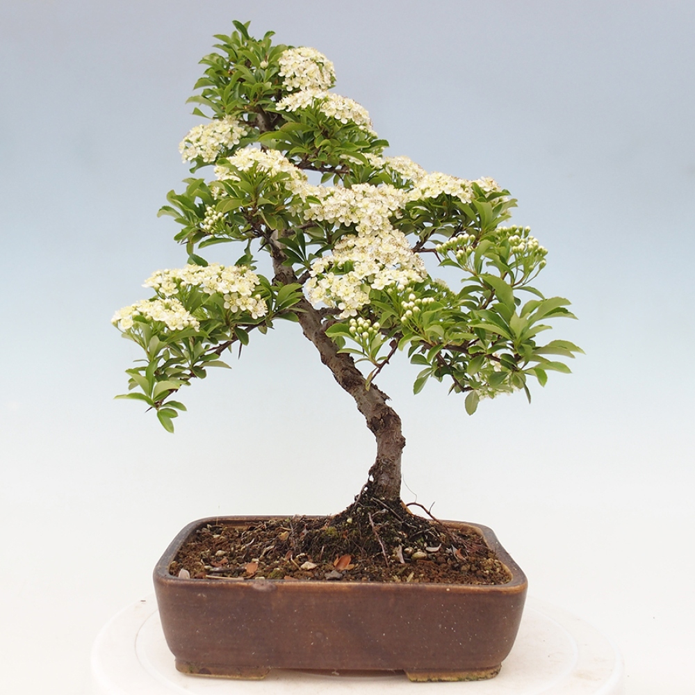 Vonkajšia bonsai-Pyracanta Teton -Hlohyně