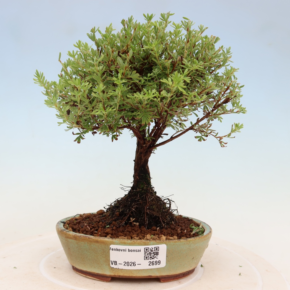 Vonkajší bonsai – Potentila fruticosa – Goldkissen