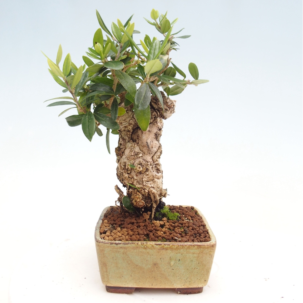Izbová bonsai - Olea europaea sylvestris -Oliva evropská drobnolistá