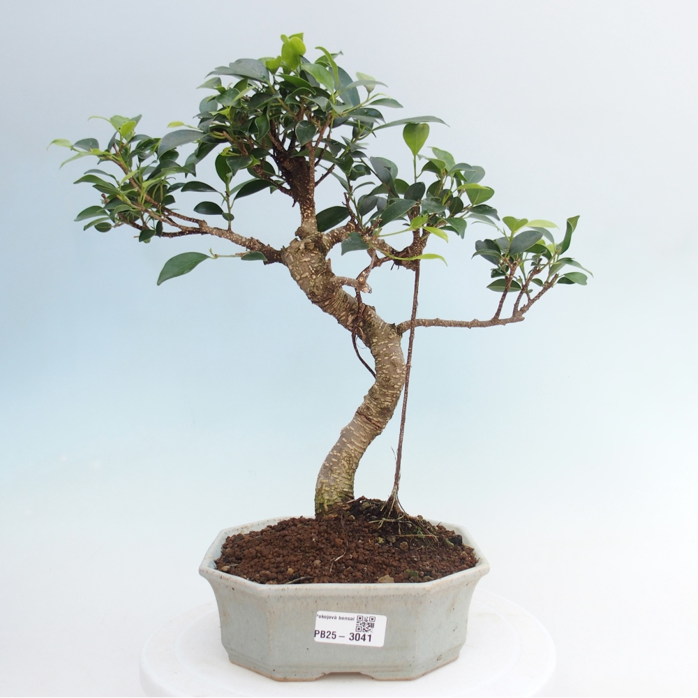 Izbová bonsai - Ficus retusa - malolistá fikus