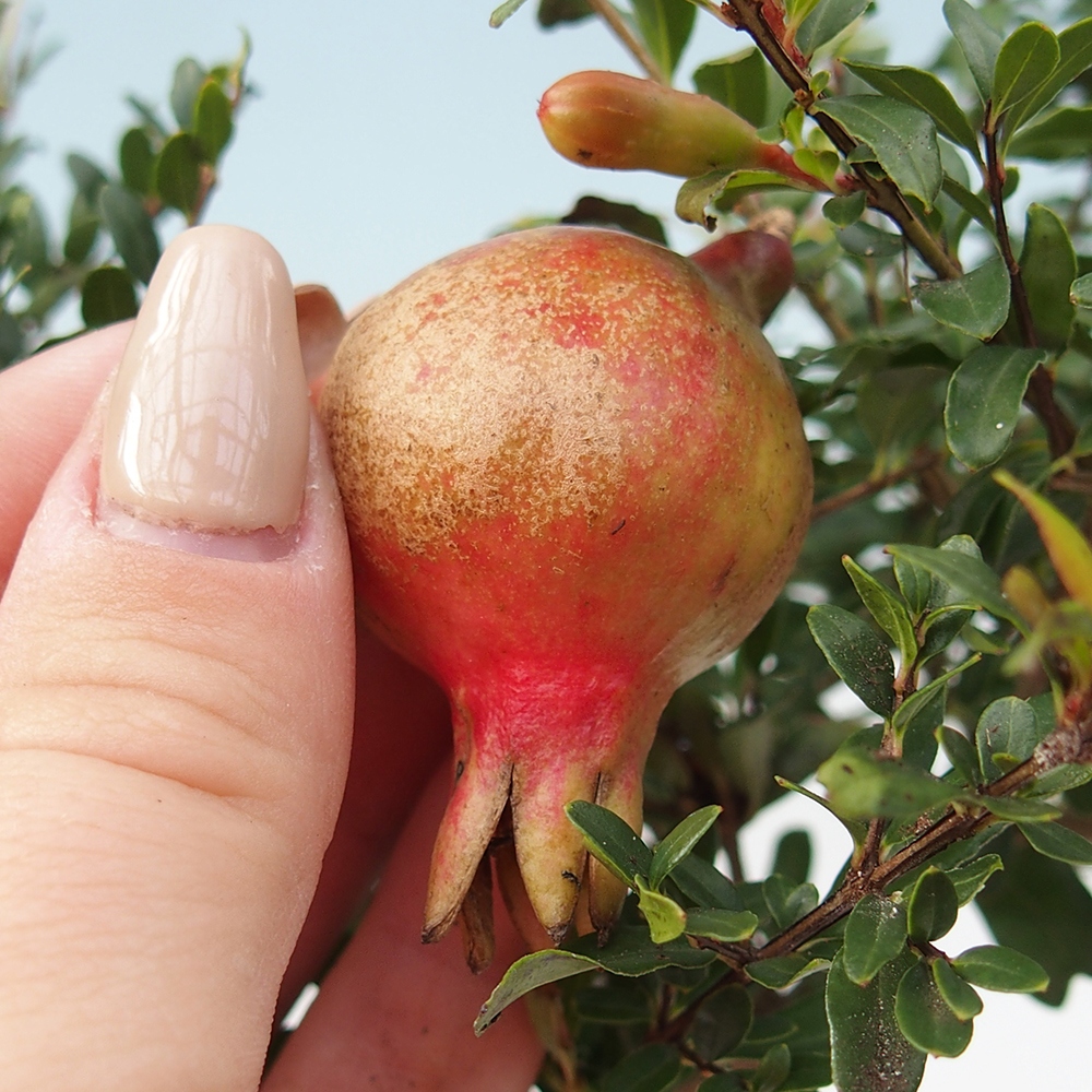 Izbový bonsaj-PUNICA granatum nana-Granátové jablko