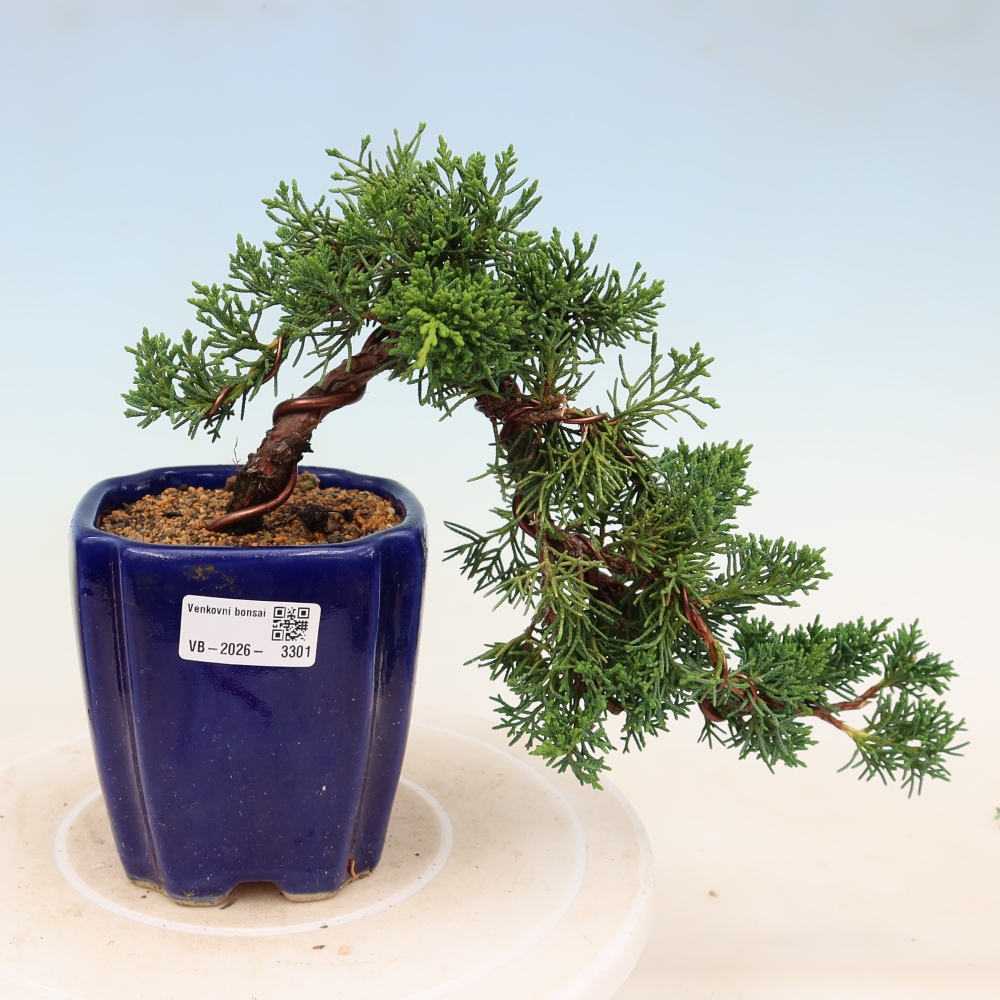 Vonkajší bonsaj - Juniperus chinensis Kishu
