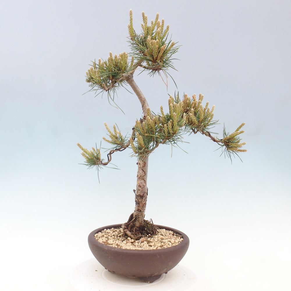 Vonkajšie bonsai - Pinus Sylvestris - Borovica lesná